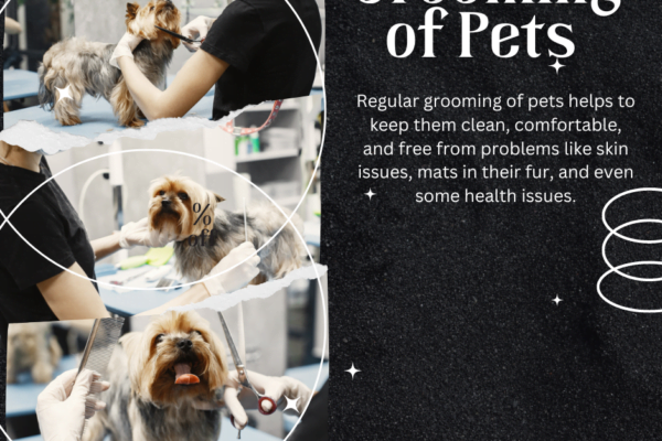 The Importance of Grooming of Pets Grooming of pets
