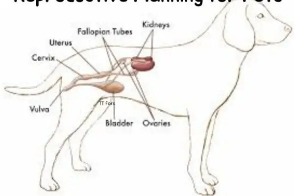 Reproductive Planning for Pets