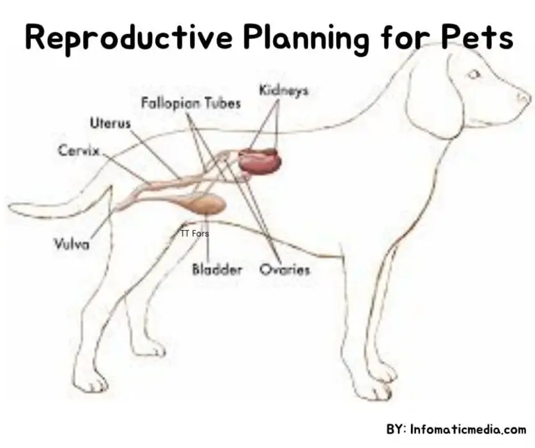 Reproductive Planning for Pets